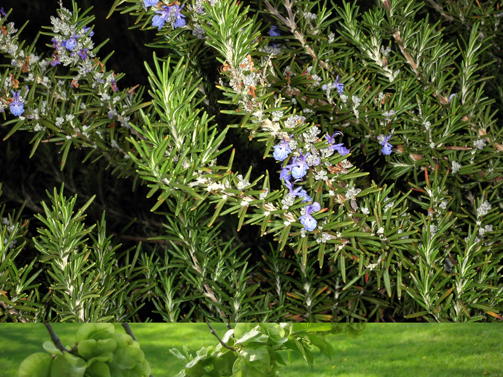 Is Rosemary Our Next Superfood?