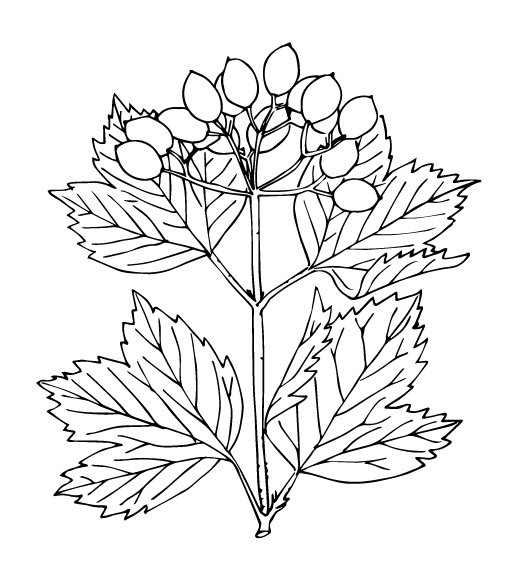 crampbark - Flowering plant