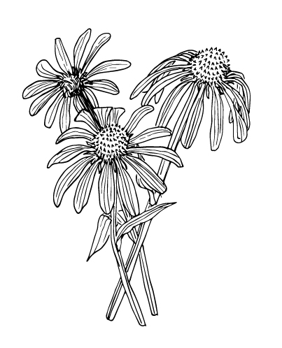 echinacea - Flowering plant