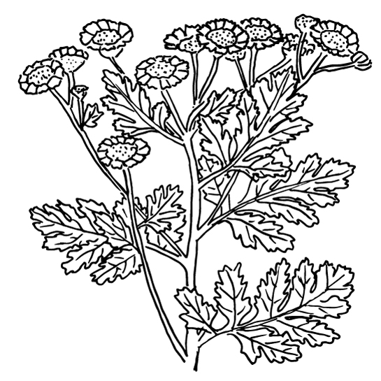 Spurges - Euphorbia segetalis