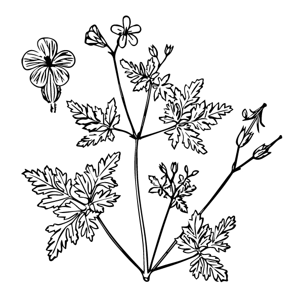 Herb robert - Plant stem