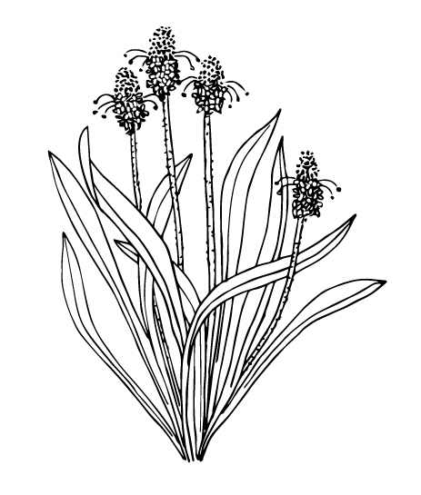 Psyllium - Plantago ovata