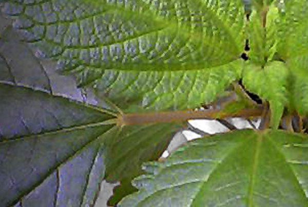 Calea ternifolia - Lucid dream