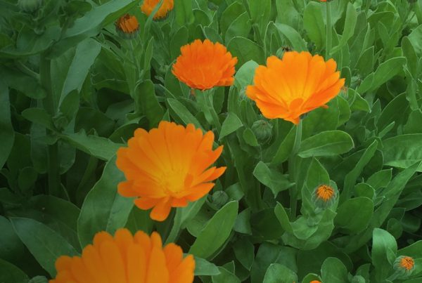 Pot marigold - Flowering plant