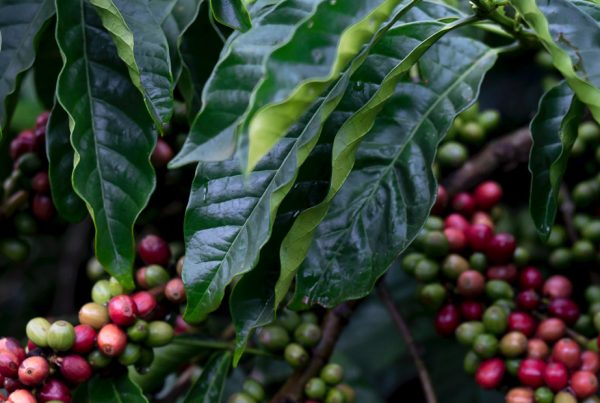 Coffee - coffee bush