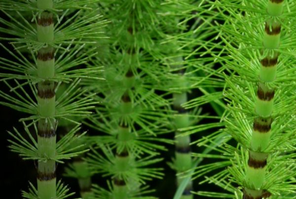 Field horsetail - Great horsetail