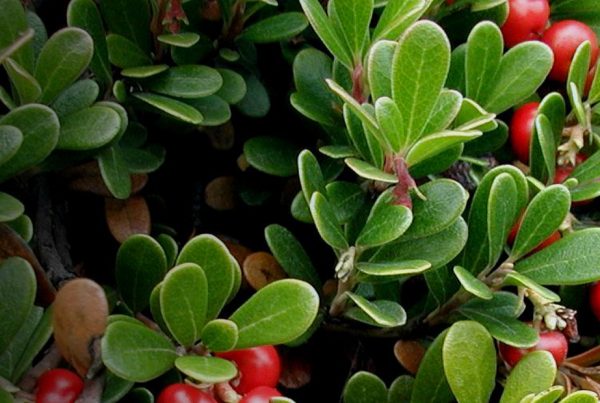 Bearberry - Bearberry
