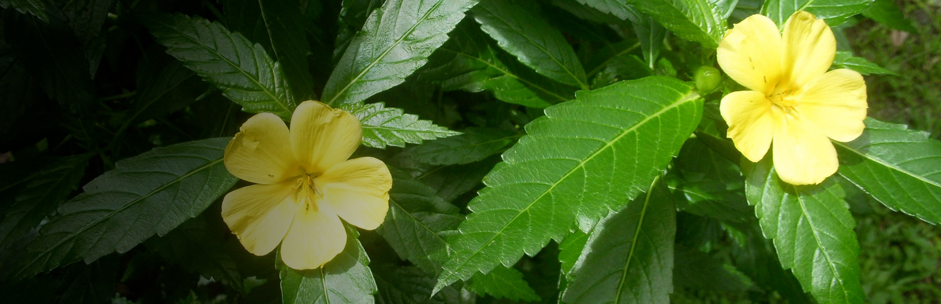Why Damiana is Our Fave Happy Herb