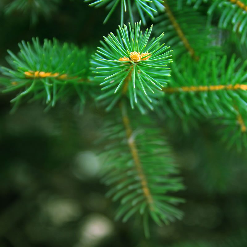 Herbs for the Holidays - Evergreen