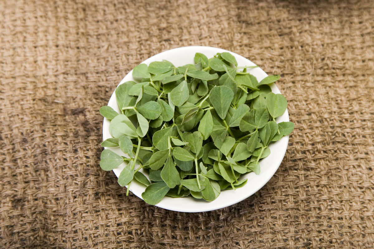 Mastitis and the Ancient Power of Fenugreek: My Herbal Pathway to Recovery