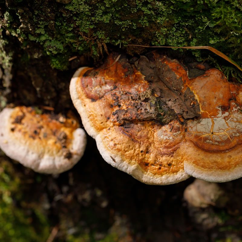 Chaga mushroom - Agaricus bisporus
