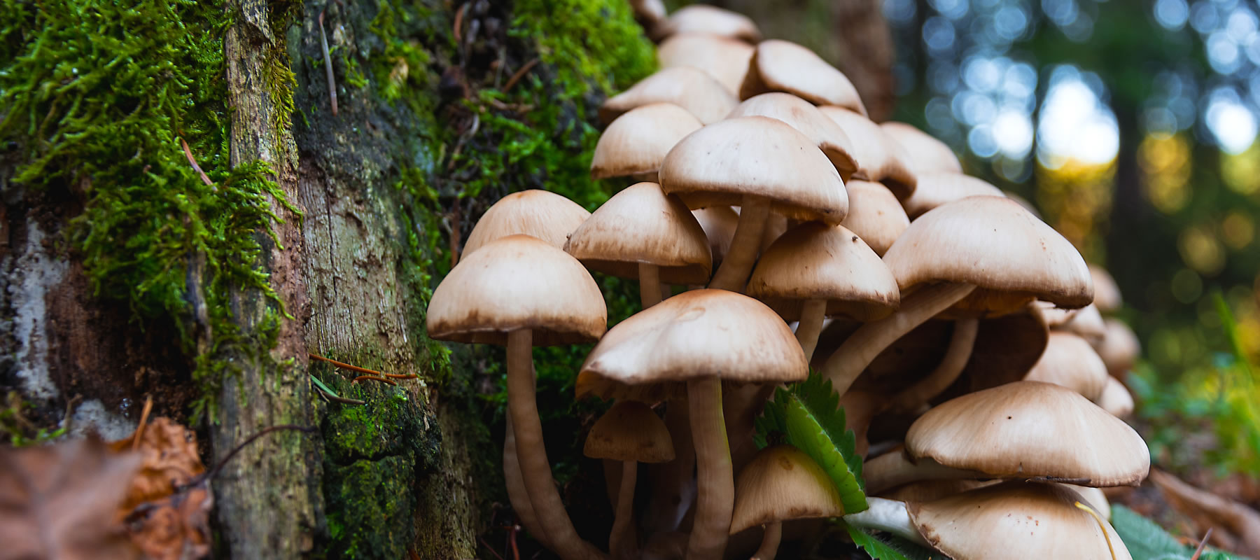 How Magic Mushrooms Can Resolve OCD