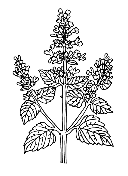Leaf - Flowering plant