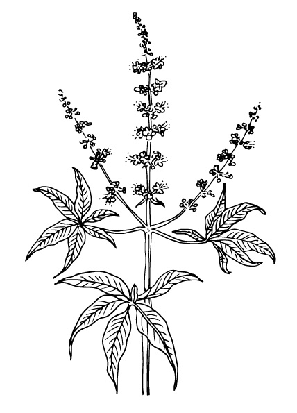 Chaste tree - Flowering plant