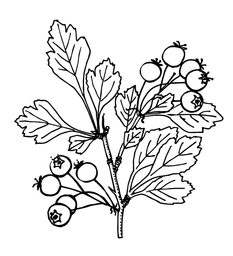 Flowering plant - Crataegus laevigata