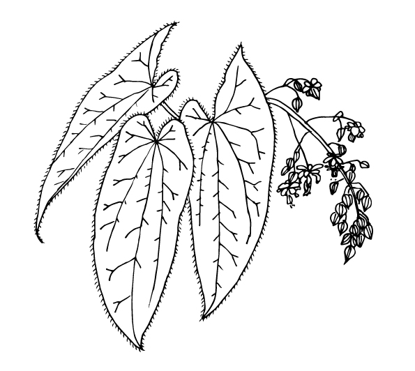 Flowering plant - Barrenwort