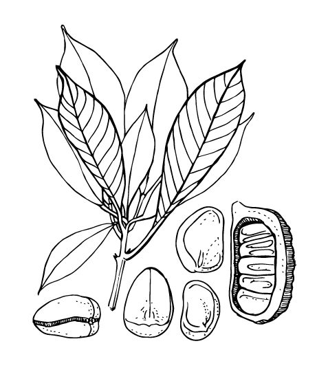 Kola nut - Drawing