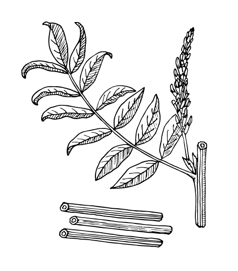 Liquorice - Herb