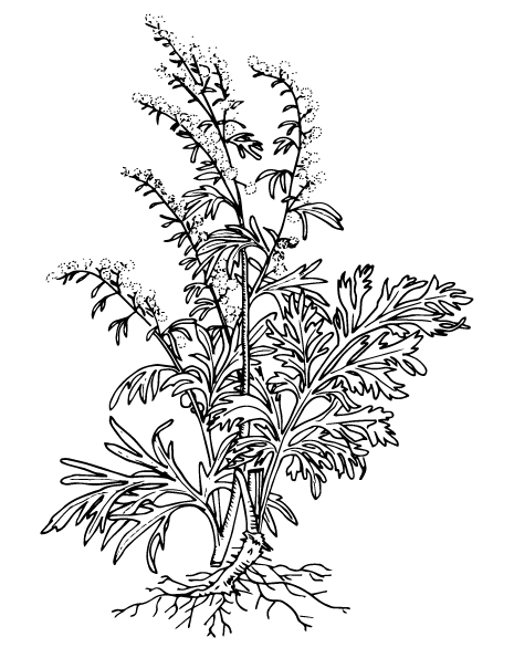 Mugwort herb - Common wormwood