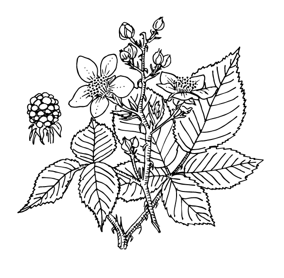 Red raspberry leaf - Raspberry
