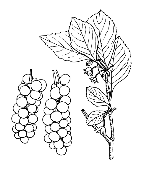 Five-flavor berry - schizandraberries
