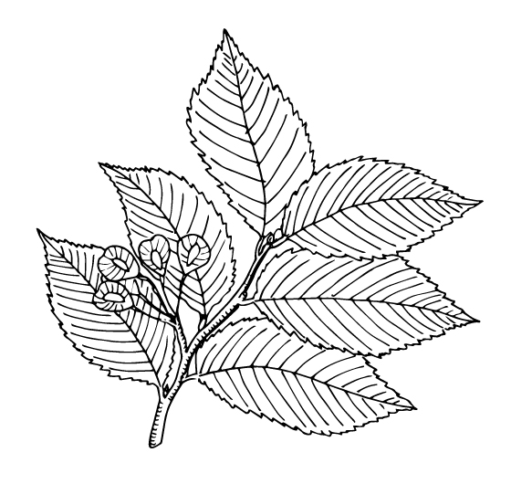 Slippery elm - Flowering plant