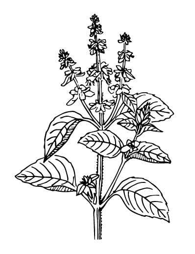 Holy Basil - Flowering plant