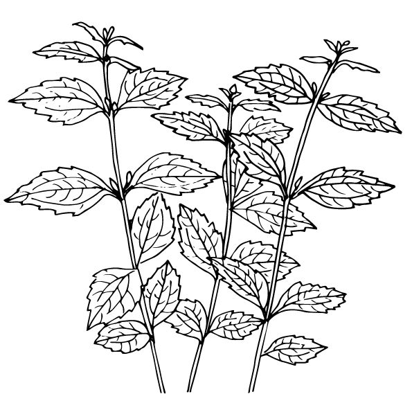 Calea ternifolia - Flowering plant
