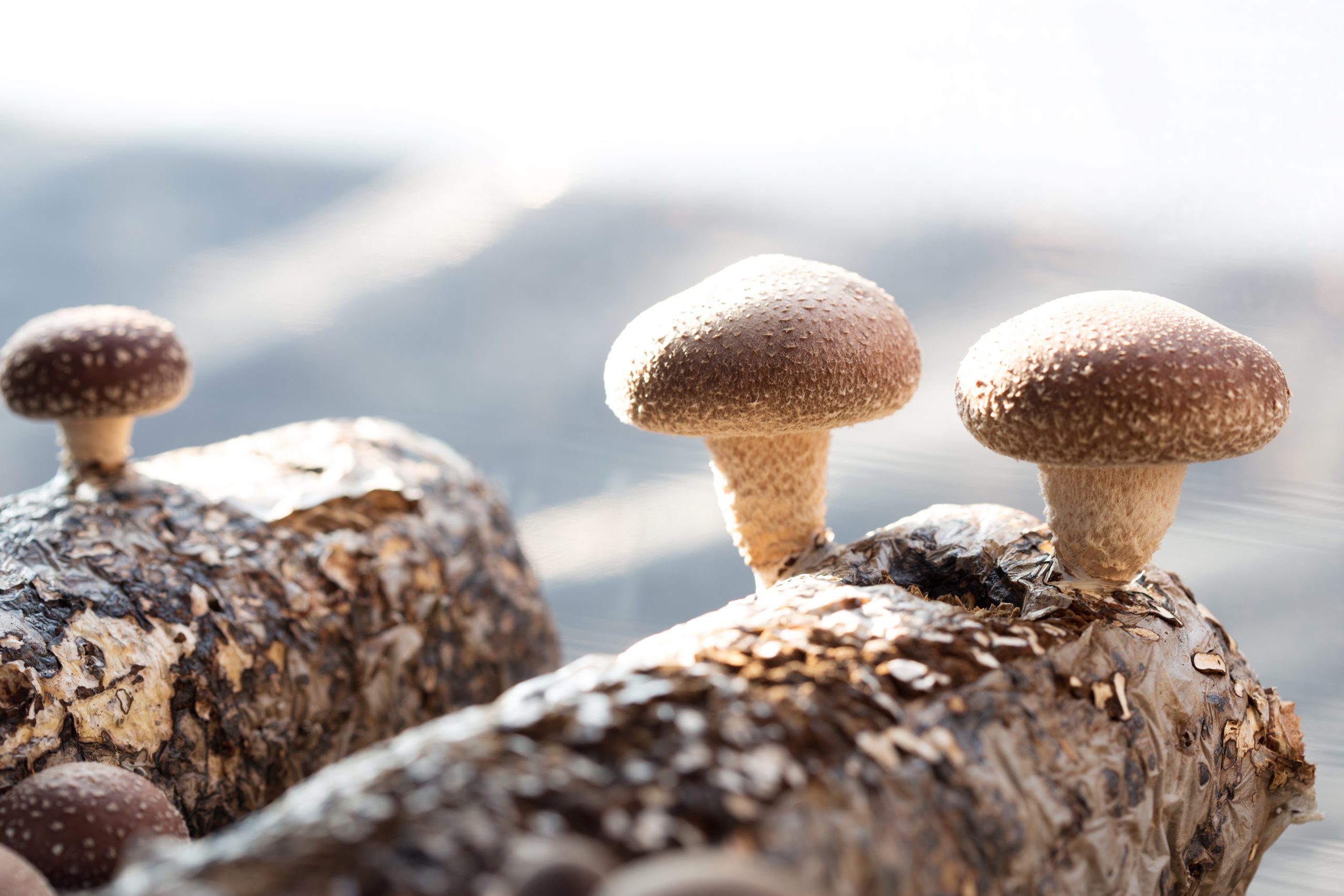 Medicinal Mushrooms for Superior Health