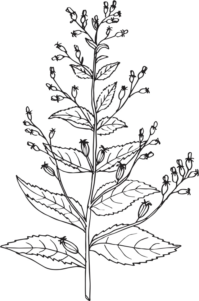 Lobelia inflata - botanical illustration