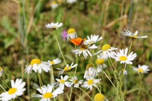 A butterfly pollinator lands on a chamomile flower in a herbalist garden filled with medicinal herbs.