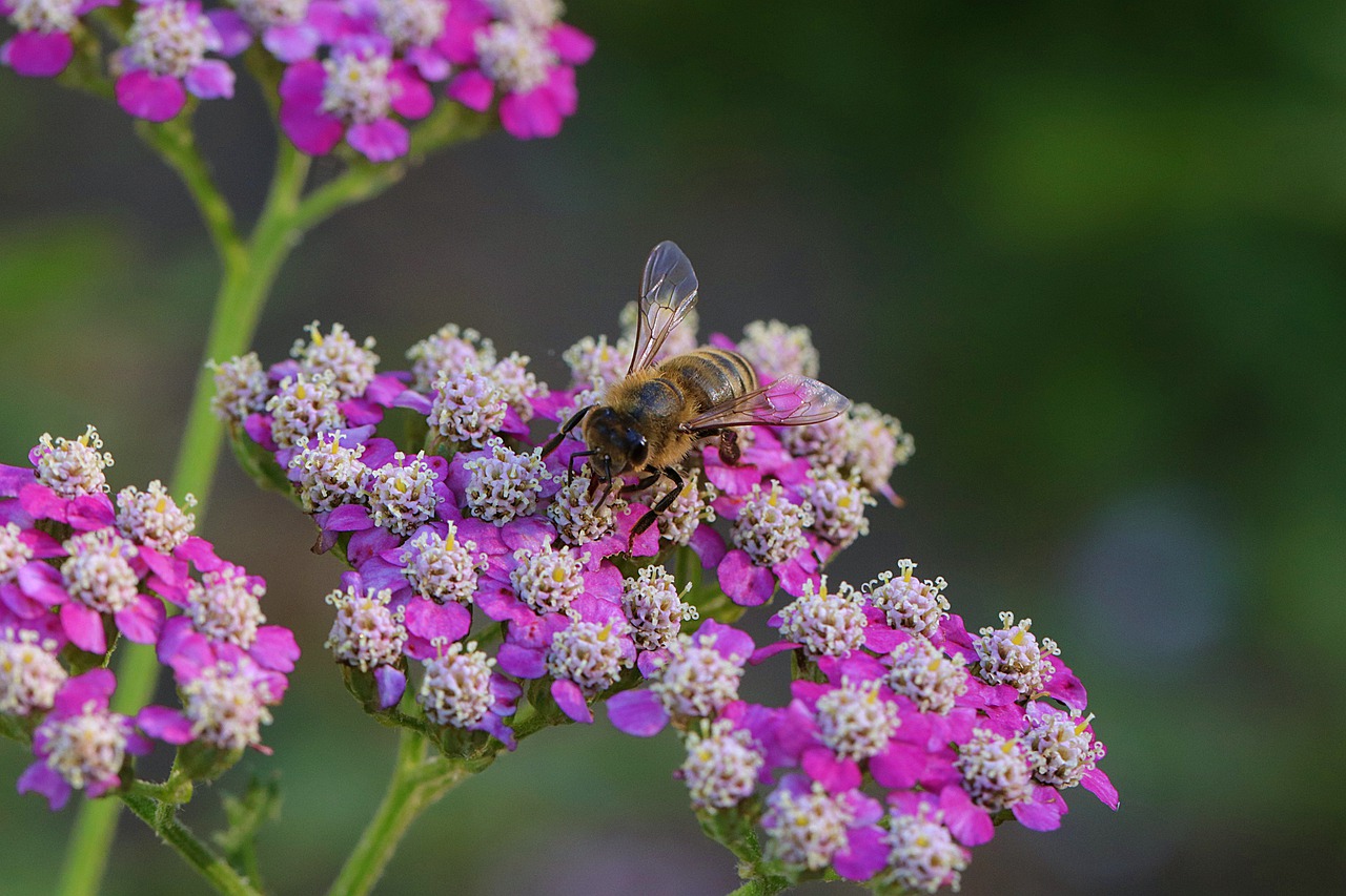 Medicinal Plants for Attracting Bees & Butterflies in Your Garden