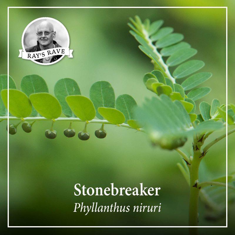 stonebreaker, ray thorpe, kidney stones, herbalism, herbalist, herbs