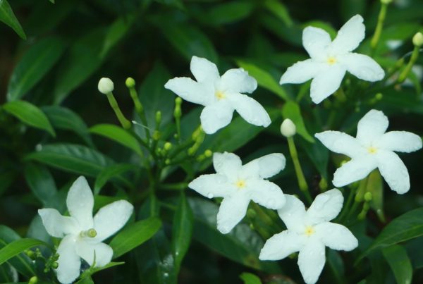 photo of white Jasmine flowers growing on plant