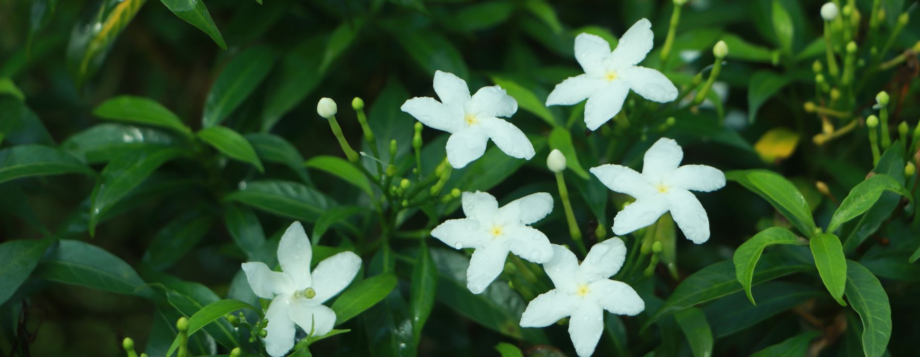 photo of white Jasmine flowers growing on plant