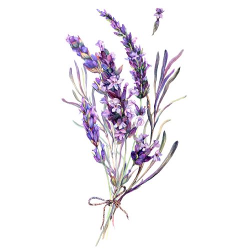 Lavender - Happy Herb Company