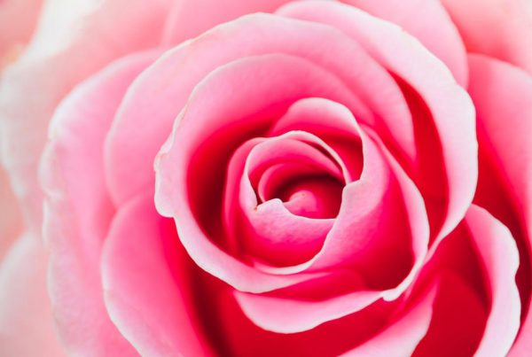 pink rose bud