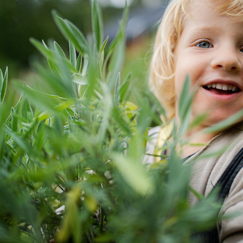 enhancing children's health with herbs