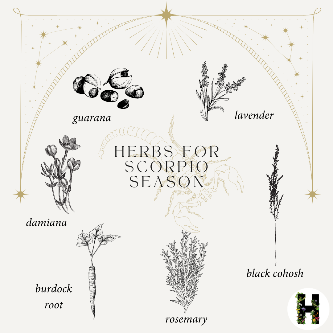herbs for scorpio season astrology herbal allies