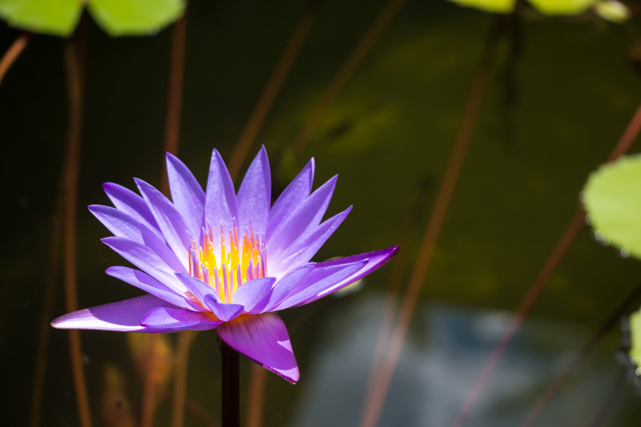 Blue Lily: The Sacred Blue Lotus of the Nile